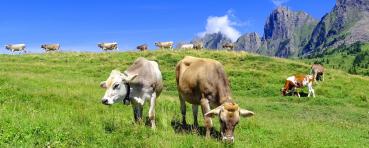 Grosse Käsewurst „Appenzeller“ 20 Stück